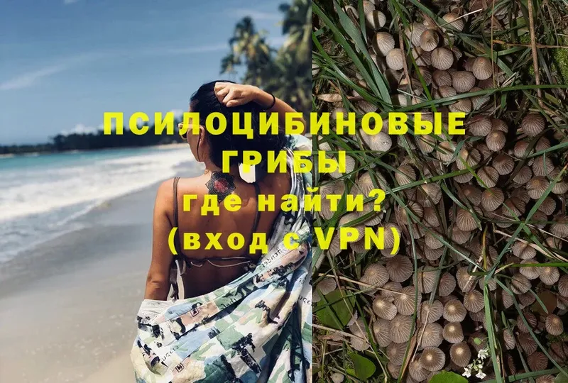 Галлюциногенные грибы Psilocybe  Крымск 