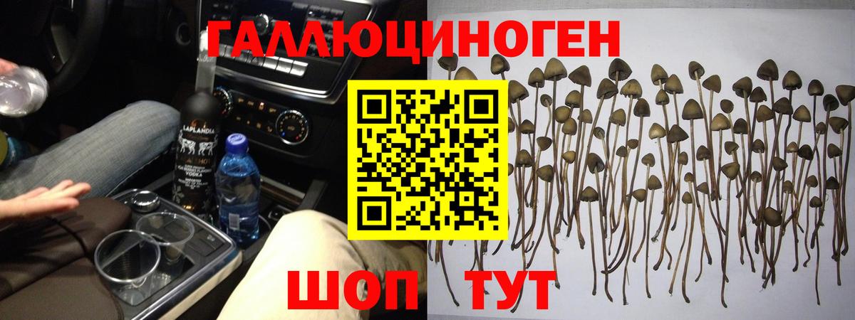 Псилоцибиновые грибы Psilocybine cubensis Крымск